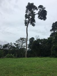 Trees on field against sky