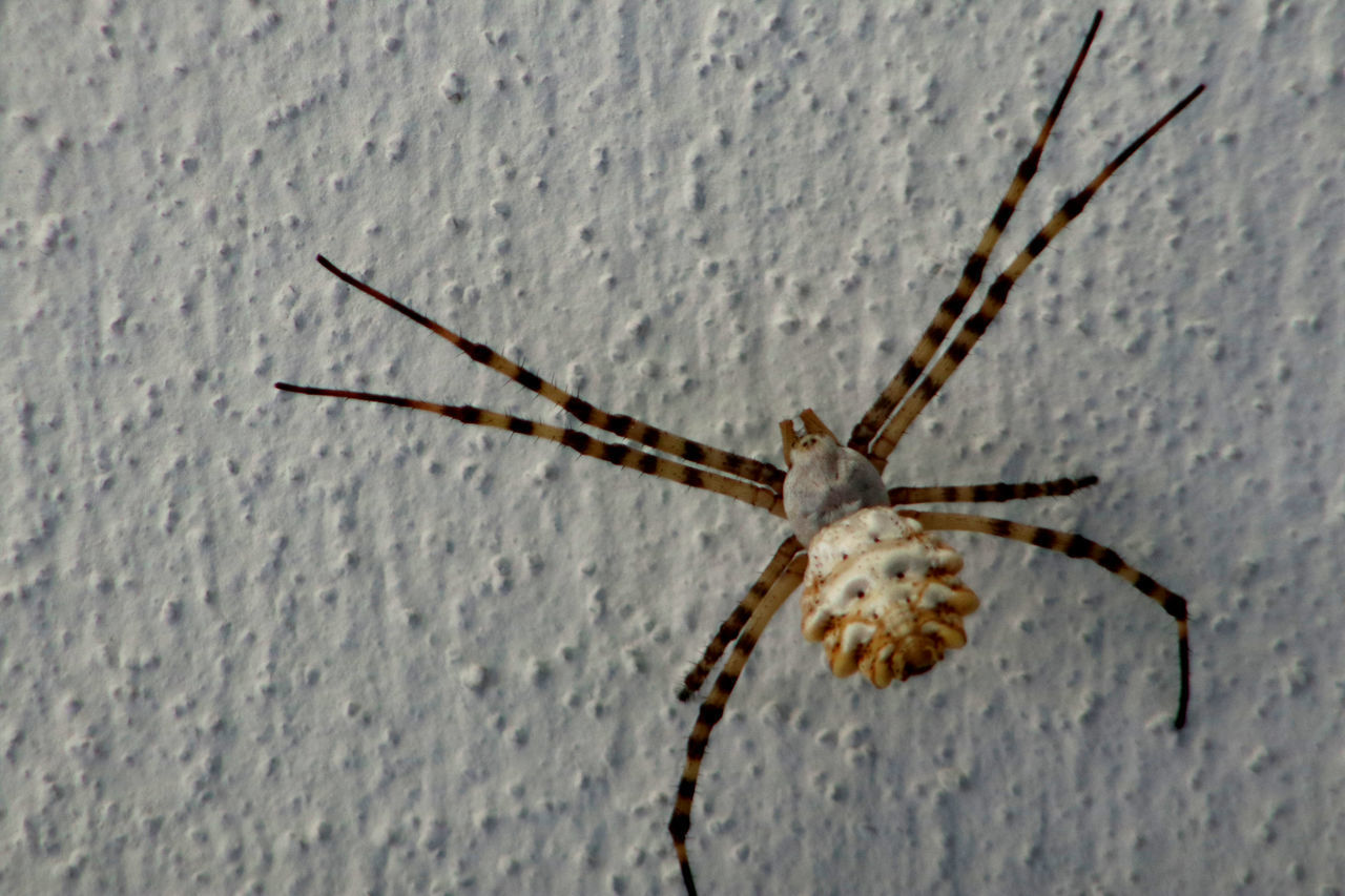 CLOSE-UP OF SPIDER ON WALL AGAINST THE BACKGROUND