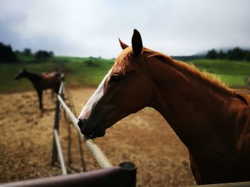 Horse on field against sky