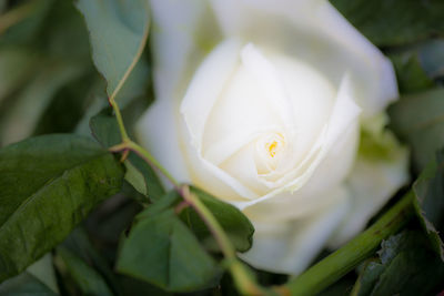 Close-up of white rose