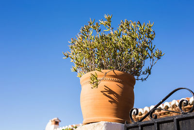 Low angle view of flowering plant against clear blue sky