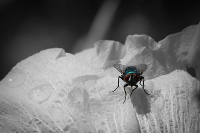Close-up of housefly