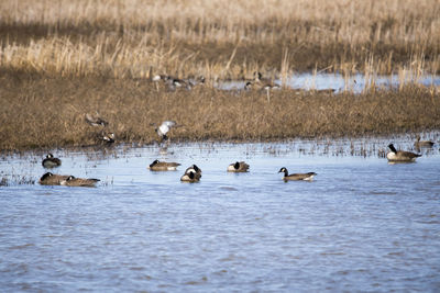 Ducks swimming in lake