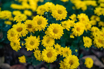 Close-up of yellow flowering plant