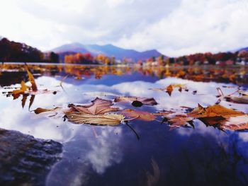 Close-up of autumn leaves in lake