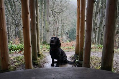 Black dog sitting on tree