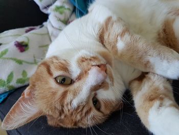 Close-up portrait of a cat lying on bed