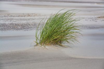 Close-up of palm leaf on beach