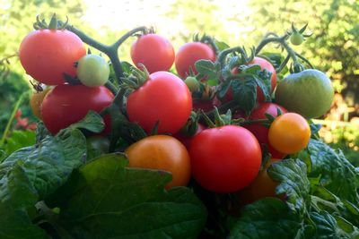 Close-up of red leaves