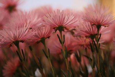 Close-up of flowering plants on field