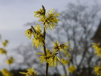 Close-up of yellow flowering plant against sky