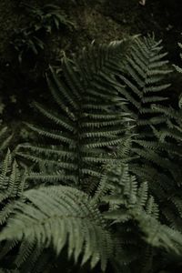 Close-up of fern