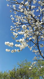 Low angle view of blooming tree against sky