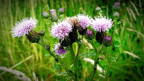 Close-up of purple flowers