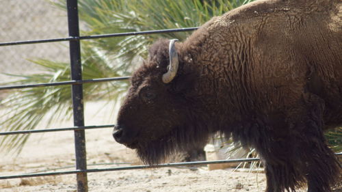 Close-up of horse