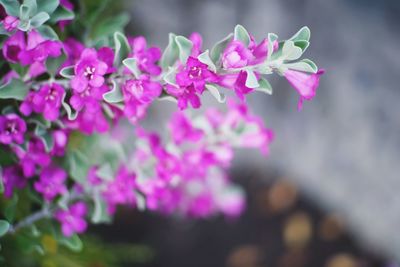 Close-up of pink flowering plant