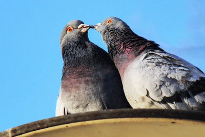 Low angle view of pigeons