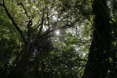 Low angle view of sunlight streaming through trees in forest