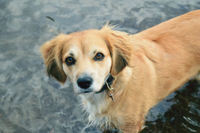 Close-up portrait of dog