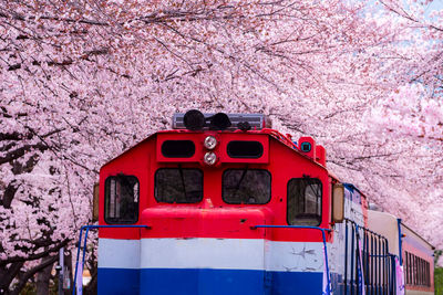 View of red and pink cherry blossom