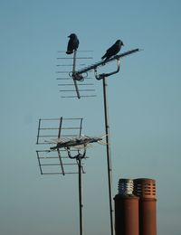 Low angle view of bird perching on cable against clear sky