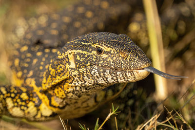 Close-up of nile monitor flicking out tongue