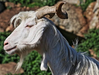 Close-up of goat