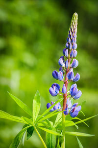 Close-up of purple flowers growing outdoors