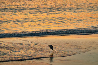 Silhouette person on beach against sky during sunset