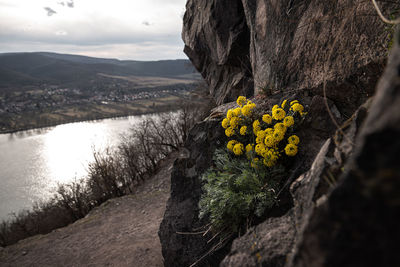 Close-up of yellow flowering plants by rocks