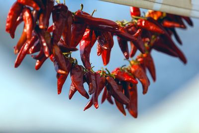 Close-up of red chili peppers on plant