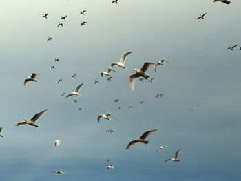 Flock of seagulls flying against sky