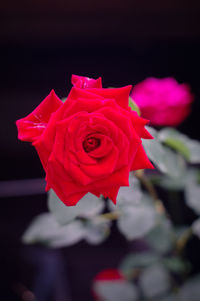 Close-up of red rose