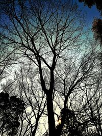 Low angle view of silhouette bare trees against sky