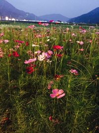 Close-up of flowers blooming at sea shore against sky