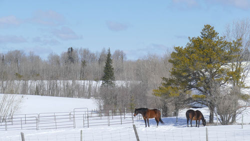 Trees on snow covered landscape