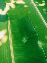 Close-up of green leaf