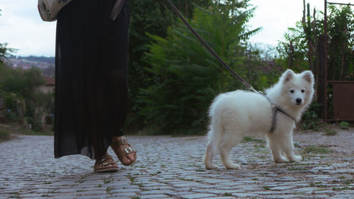 Low section of man with dogs on street