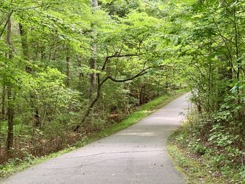 Empty road amidst trees in forest