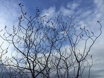 Low angle view of bare trees against sky