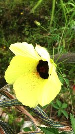 Close-up of insect on yellow flower