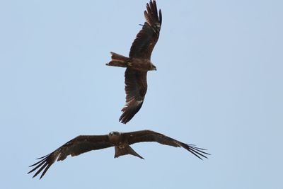 Low angle view of eagle flying in sky