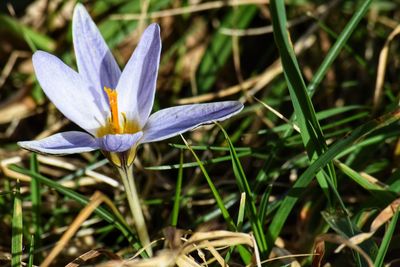 Close-up of purple crocus flower