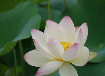 Close-up of pink lotus blooming outdoors