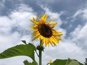 Close-up of yellow sunflower against sky