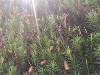 Full frame shot of plants on field