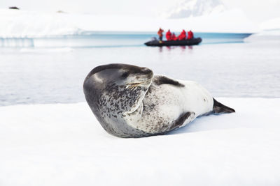 Cute young leopard seal lying down on snow