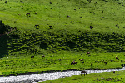 Scenic view of green landscape