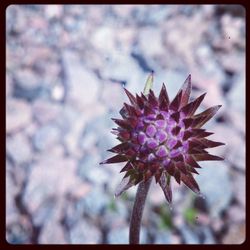 Close-up of pink flower