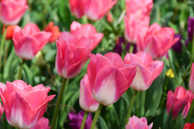 Sweet pink tulips flowers garden in spring